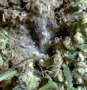 budmould1