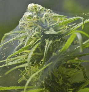 spidermite-on-bud