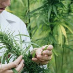 study marijuana